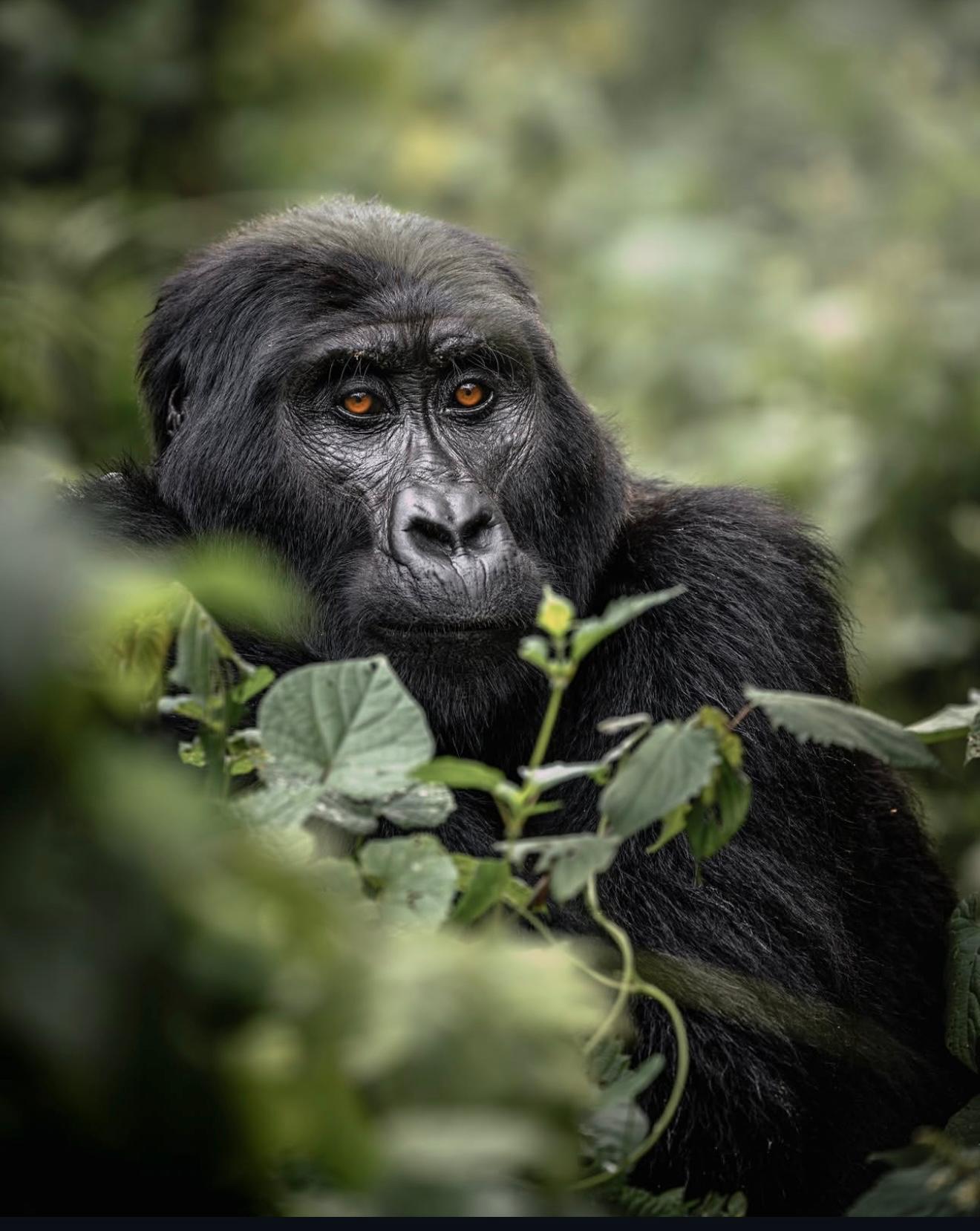 Uganda Wildlife and Primate Safari